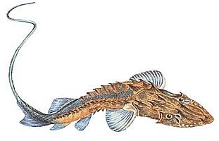 Лопатонос (Scaphirhynchus platorhynchus)