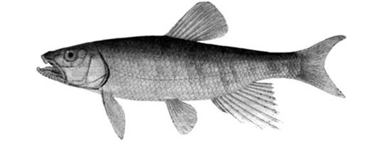 Троегуб (Opsariichthys uncirostris)