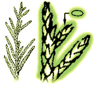 Twig with scale-like leaves rounded in cross section