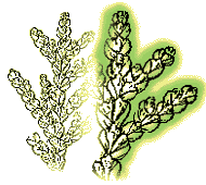 Scale-like leaves flattened into sprays 