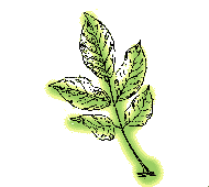 Compound leaves