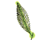 Simple Leaves
