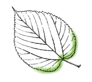 Base of leaf symmetrical or nearly so