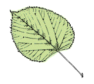 Leaves 4" to 6" long, pale green beneath and smooth except for small tufts of hair where veins branch