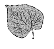 Leaves 2" to 5" long, silvery and downy beneath