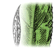 Leaves with fine, silky hairs on both surfaces