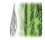Leaves smooth, without fine, silky hairs on both surfaces