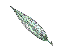 Lower surface of leaves pale or white