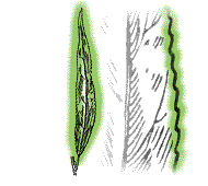 Leaves more than 4 times as long as wide; margins with regular teeth