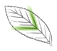 Leaf with mainly straight, parallel veins, few veins branching
