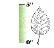 Leaf no more than 5" long