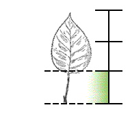 Leaf stem about 1/3 to 1/2 as long as leaf