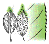 Leaf oval with short tip, or narrow with long tip, small veins not as above