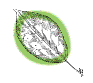 Leaf oval, about half as wide as long