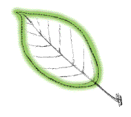 Under surface of leaf smooth, without fine, soft hairs