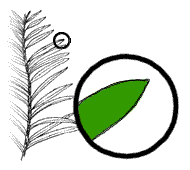 Needles narrow, pointed at ends, green in color, without white lines on the under surface