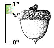 Acorn sometimes oblong, 3/4" to 1" long