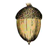 Nuts light brown