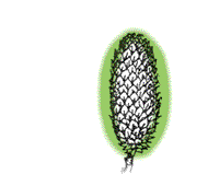 Cone shorter, more robust, cone usually upright on its branch