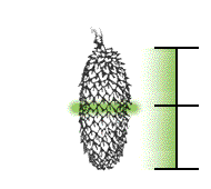 Cone only about twice as long as wide