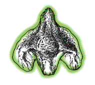 Use the magnifying lens to see whether the scales are smooth