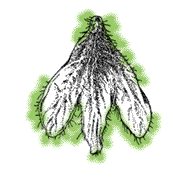 Use the magnifying lens to see whether the scales are hairy