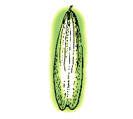 Fruit elongate