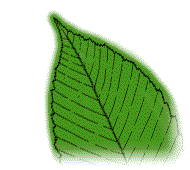 Leaflets dark green above, yellowish-green on the under side; usually lightly hairy beneath