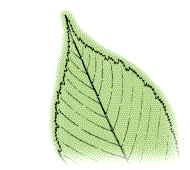 Leaflets light green above, paler beneath; usually smooth on the under side