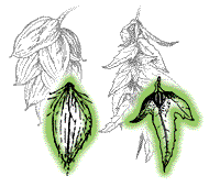Fruit only apparently winged, actually a small nut enclosed in a bladder-like sac OR carried at base of a 3-lobed wing-like structur