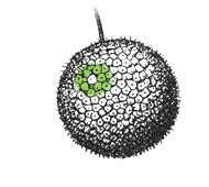 ￼Seeds packed together in round ball or cylinder without burs, varying diameter