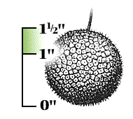 Seed ball dry, 1" to 1 1/2" in diameter