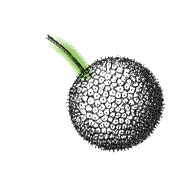 Seed balls single, rarely two together