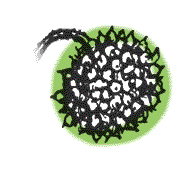 Seeds packed together in a round ball, about 3/4" in diameter, orange with many individual red fruits giving the ball a prickly appearance