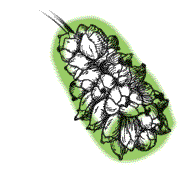 Seeds packed together in a round, elongate cylinder, white to purple