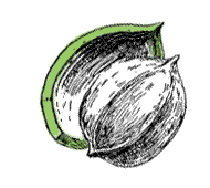 Nut-like fruit covered by thinner, smooth husk