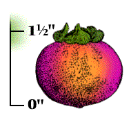 Fruit round, about 1 1/2" in diameter, orange to reddish purple, with flattened seeds