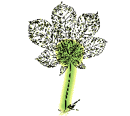 On palmately compound leaves, the leaflets grow from the end of the stalk