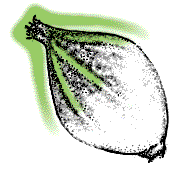 Husk winged at seams from tip halfway to base; husk tapers to blunt point at tip