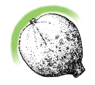 Husk either smooth or only slightly ridged at seams near tip; husk mostly rounded at tip