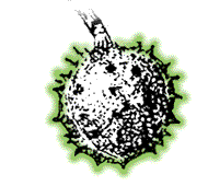 Husk spiny