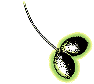 Fruit dark blue, ovoid, about 1/2" long, tightly clustered in pairs (less often singly or in 3s) at end of stalk