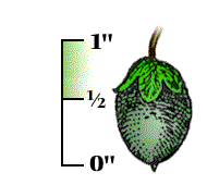 Fruit about 1/2" to 1" long, but gray to grayish-green in color