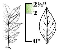 Leaflets long, 2" to 2 1/2" long