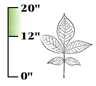 Most leaves large, 12" to 20" long