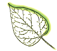 Leaves with smooth margins, often referred to as "entire," or with slightly wavy edges.