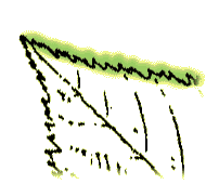 Leaf margins with fine, double teeth, that is with teeth between the vein ends
