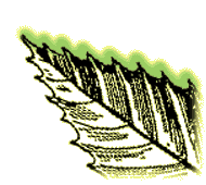 Leaf margins with coarse teeth, that is with a single tooth at the end of each vein