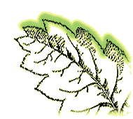 Leaves varied, and sometimes confusing. You must look at the branches for the presence of long sharp thorns 
