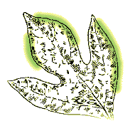 Leaves smooth 